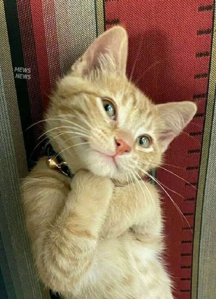 46 Pics Of Cats Being Weird, Dramatic, And Completely Ridiculous, Shared By This Page