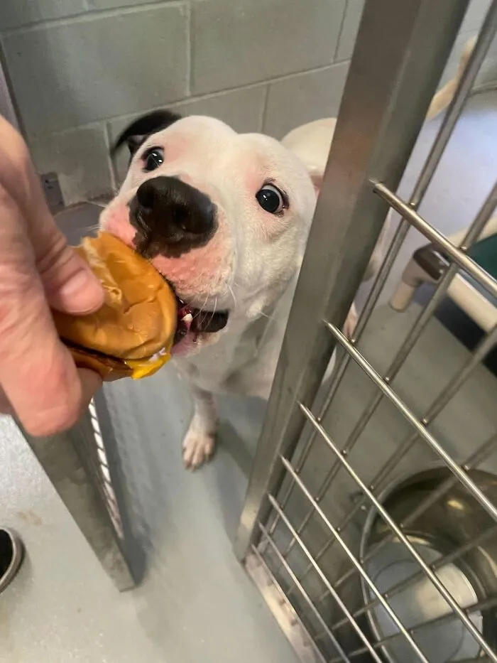 This Shelter Treats Its Dogs To Hamburgers, And Here Are 44 Pics Showing Their Reactions