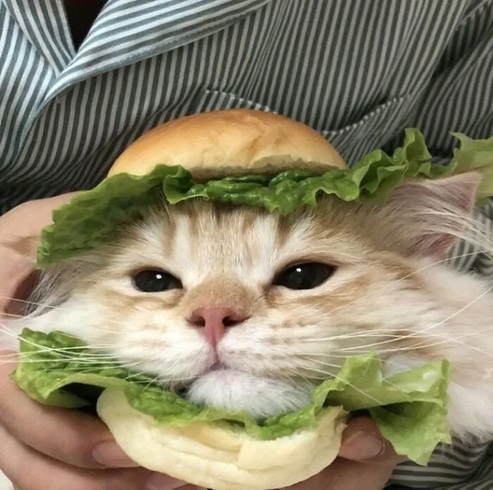 46 Pics Of Cats Being Weird, Dramatic, And Completely Ridiculous, Shared By This Page