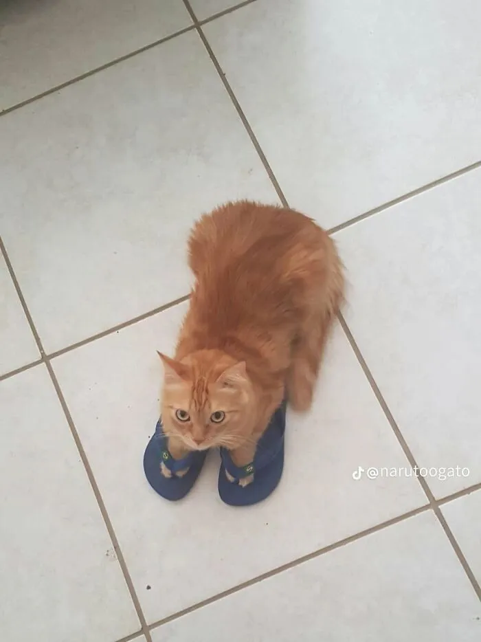 A funny animal encounter showing an orange cat comically sitting with its front paws inside a pair of blue flip-flops on a tiled floor.