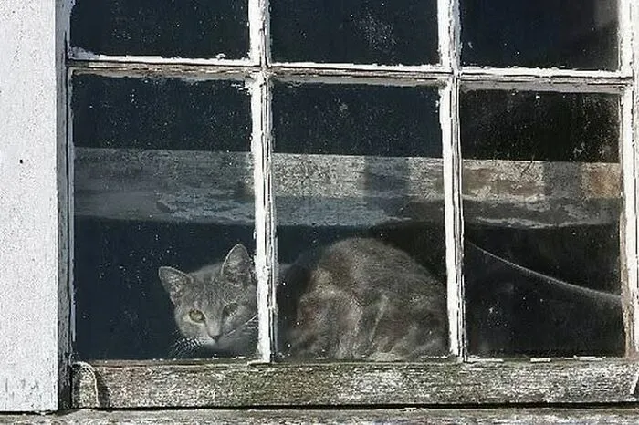 A grey cat painting from a different era looking through a grimy windowpane.