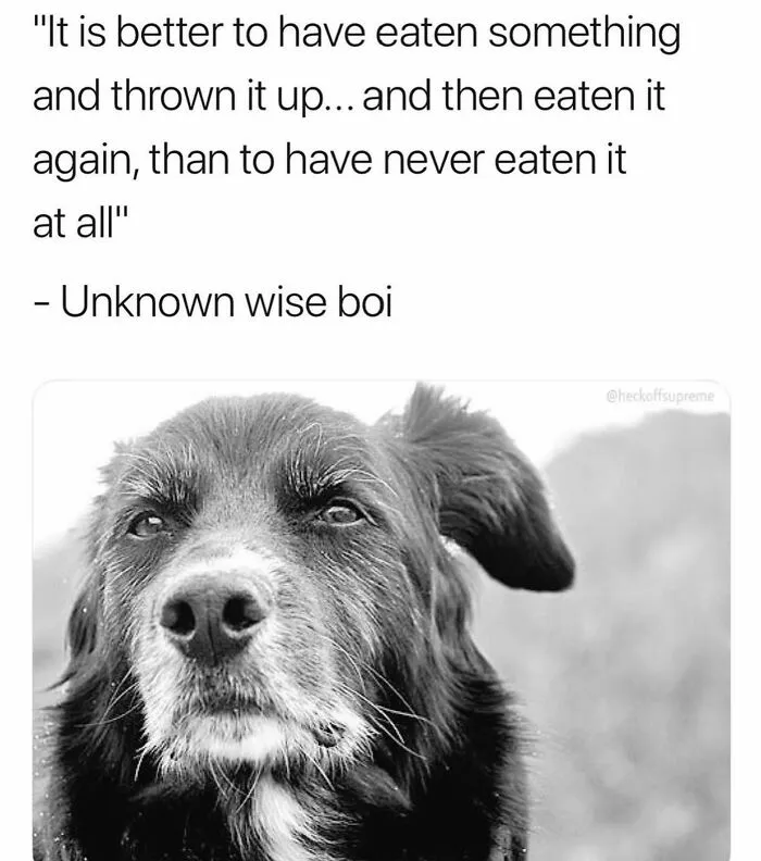 38 Hilarious Dog Memes Shared By This Page Celebrating Everything That Makes Dogs So Lovable