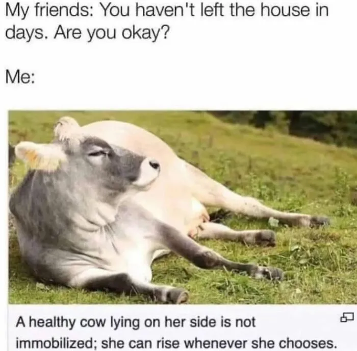 78 Memes For Anyone Who Stops Scrolling The Second An Animal Shows Up