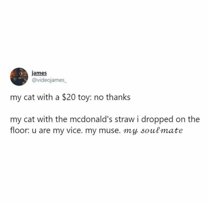 78 Animal Memes That Are Somehow Both Ridiculous And Extremely Wholesome