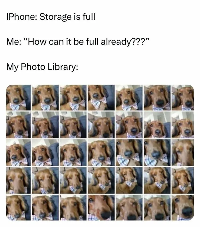 78 Animal Memes That Are Somehow Both Ridiculous And Extremely Wholesome