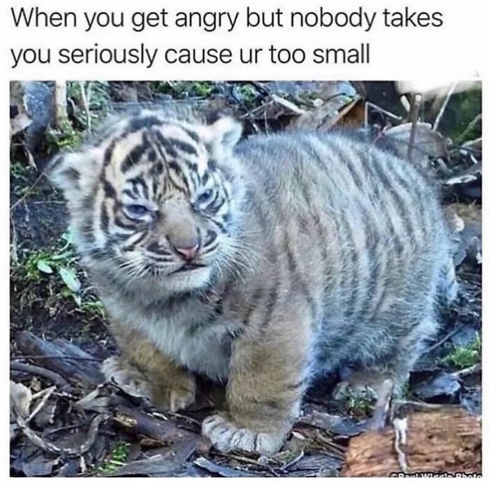 78 Memes For Anyone Who Stops Scrolling The Second An Animal Shows Up