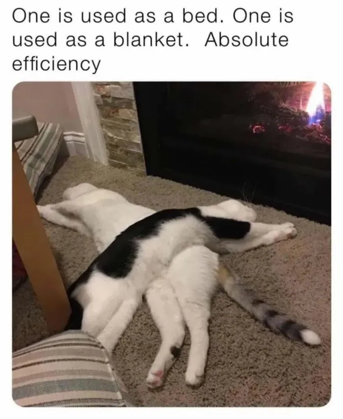 78 Memes For Anyone Who Stops Scrolling The Second An Animal Shows Up