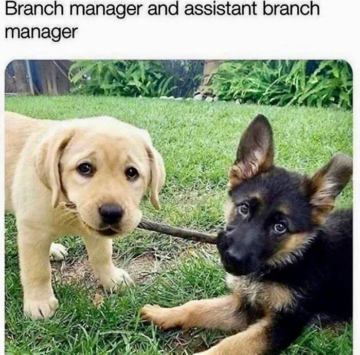78 Animal Memes That Are Somehow Both Ridiculous And Extremely Wholesome
