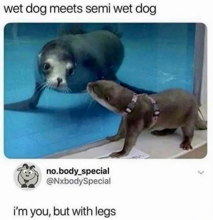 78 Memes For Anyone Who Stops Scrolling The Second An Animal Shows Up