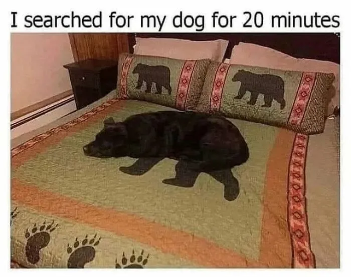 38 Hilarious Dog Memes Shared By This Page Celebrating Everything That Makes Dogs So Lovable