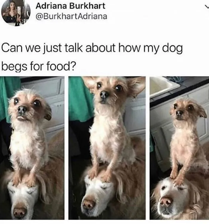 38 Hilarious Dog Memes Shared By This Page Celebrating Everything That Makes Dogs So Lovable