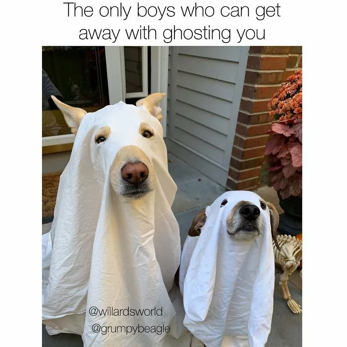 38 Hilarious Dog Memes Shared By This Page Celebrating Everything That Makes Dogs So Lovable