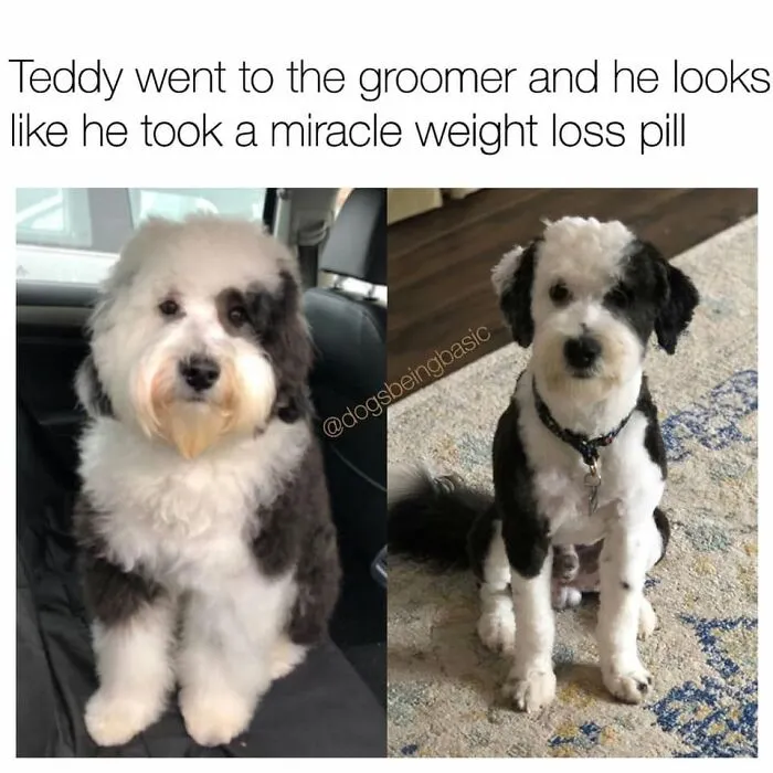 38 Hilarious Dog Memes Shared By This Page Celebrating Everything That Makes Dogs So Lovable
