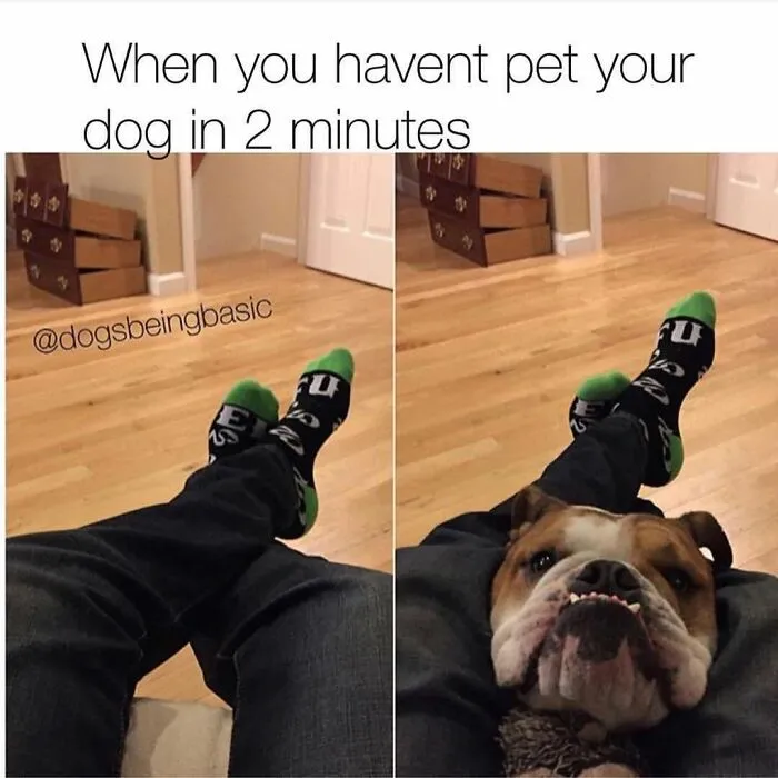 38 Hilarious Dog Memes Shared By This Page Celebrating Everything That Makes Dogs So Lovable