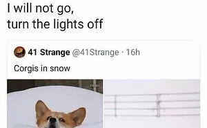 38 Hilarious Dog Memes Shared By This Page Celebrating Everything That Makes Dogs So Lovable