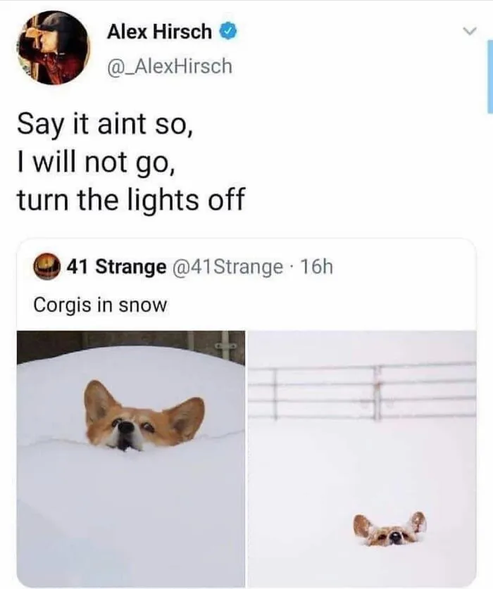 38 Hilarious Dog Memes Shared By This Page Celebrating Everything That Makes Dogs So Lovable