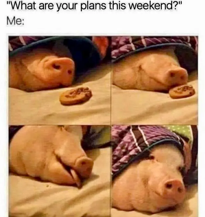 78 Memes For Anyone Who Stops Scrolling The Second An Animal Shows Up