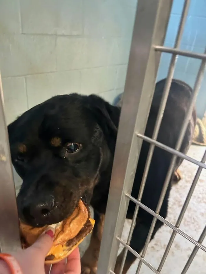 This Shelter Treats Its Dogs To Hamburgers, And Here Are 44 Pics Showing Their Reactions
