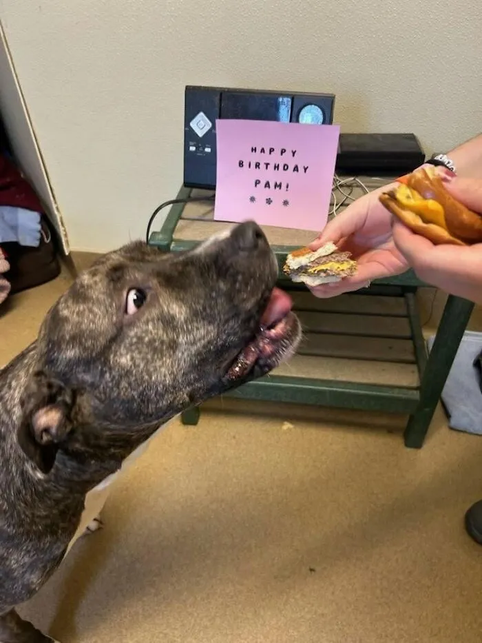 This Shelter Treats Its Dogs To Hamburgers, And Here Are 44 Pics Showing Their Reactions
