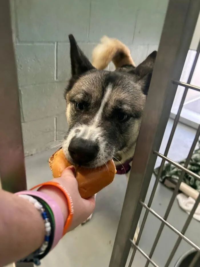This Shelter Treats Its Dogs To Hamburgers, And Here Are 44 Pics Showing Their Reactions