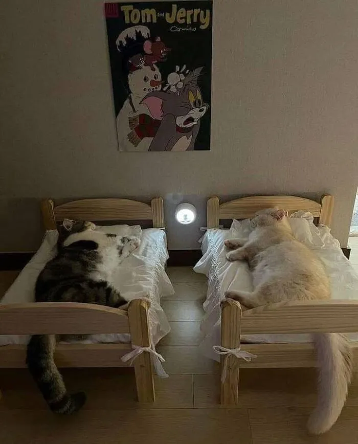 46 Pics Of Cats Being Weird, Dramatic, And Completely Ridiculous, Shared By This Page