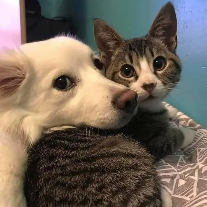 46 Pics Of Cats Being Weird, Dramatic, And Completely Ridiculous, Shared By This Page