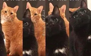 30 Hilarious Cat Memes That Every Cat Owner Might Immediately Understand