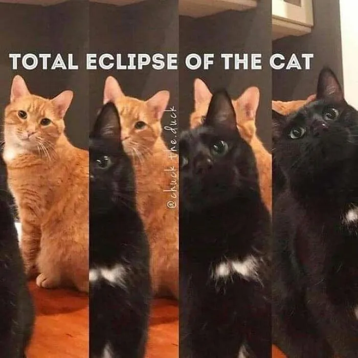 30 Hilarious Cat Memes That Every Cat Owner Might Immediately Understand