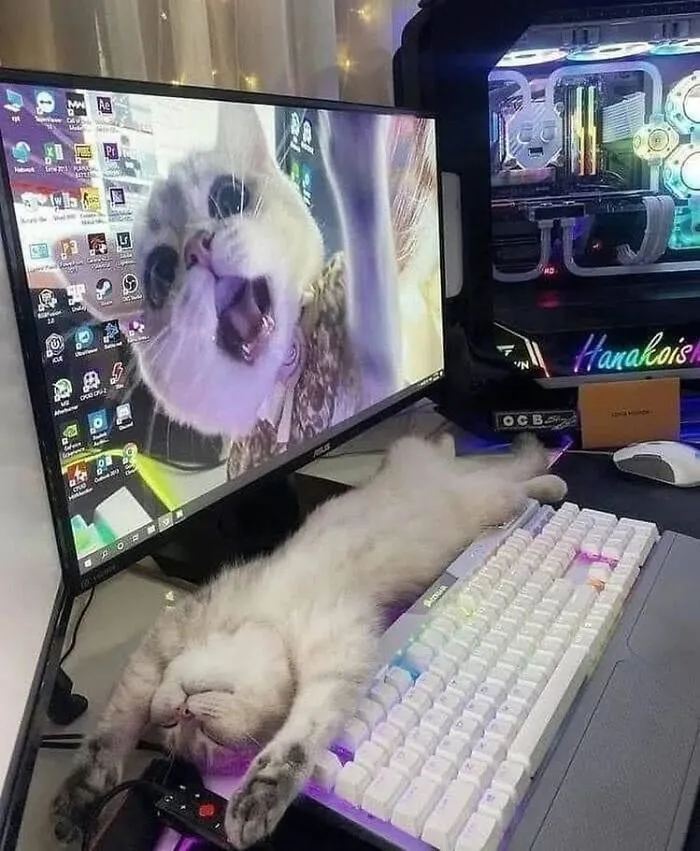 46 Pics Of Cats Being Weird, Dramatic, And Completely Ridiculous, Shared By This Page