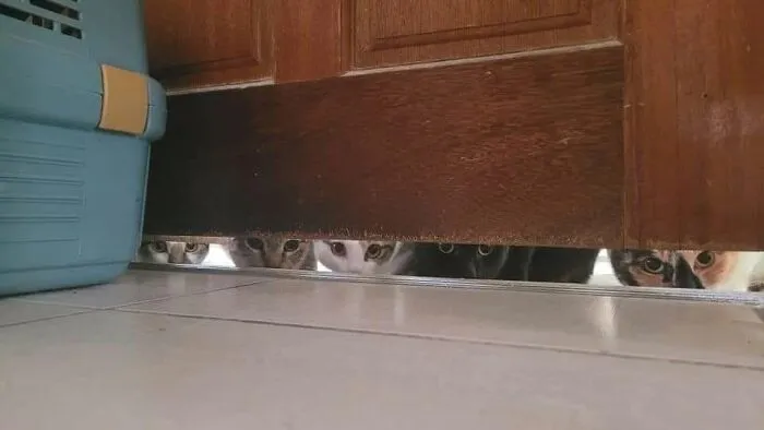 46 Pics Of Cats Being Weird, Dramatic, And Completely Ridiculous, Shared By This Page
