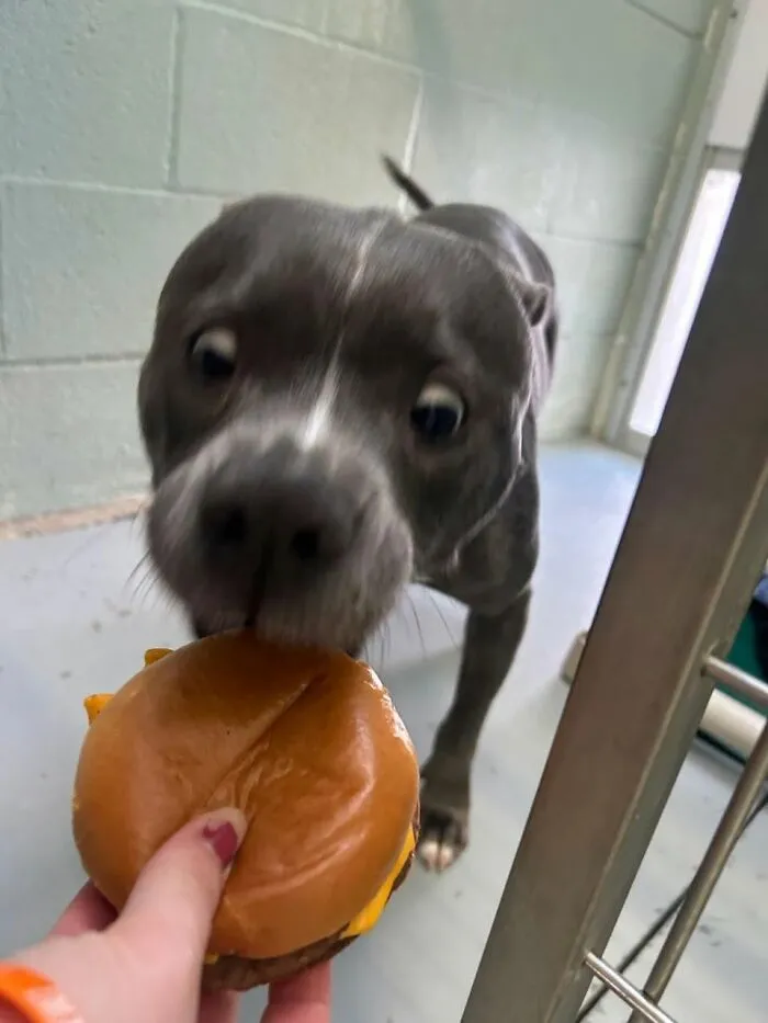 This Shelter Treats Its Dogs To Hamburgers, And Here Are 44 Pics Showing Their Reactions