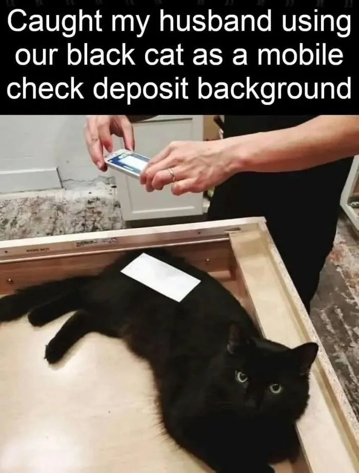 30 Hilarious Cat Memes That Every Cat Owner Might Immediately Understand