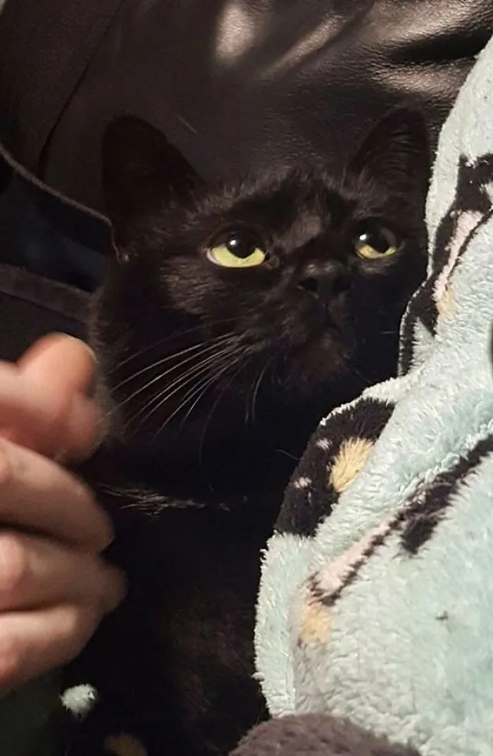 46 Pics Of Cats Being Weird, Dramatic, And Completely Ridiculous, Shared By This Page