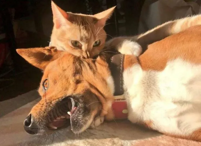46 Pics Of Cats Being Weird, Dramatic, And Completely Ridiculous, Shared By This Page