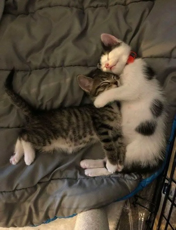 46 Pics Of Cats Being Weird, Dramatic, And Completely Ridiculous, Shared By This Page