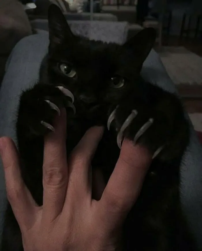 46 Pics Of Cats Being Weird, Dramatic, And Completely Ridiculous, Shared By This Page