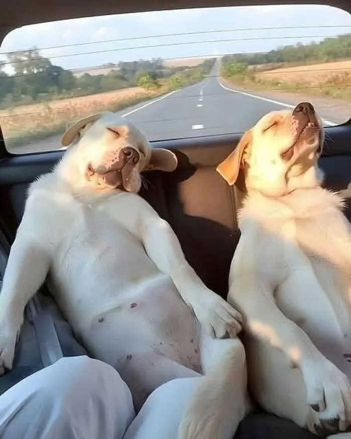 This Page Shared 25 New Pics Of Animals Which Turned Ordinary Situations Into Pure Comedy