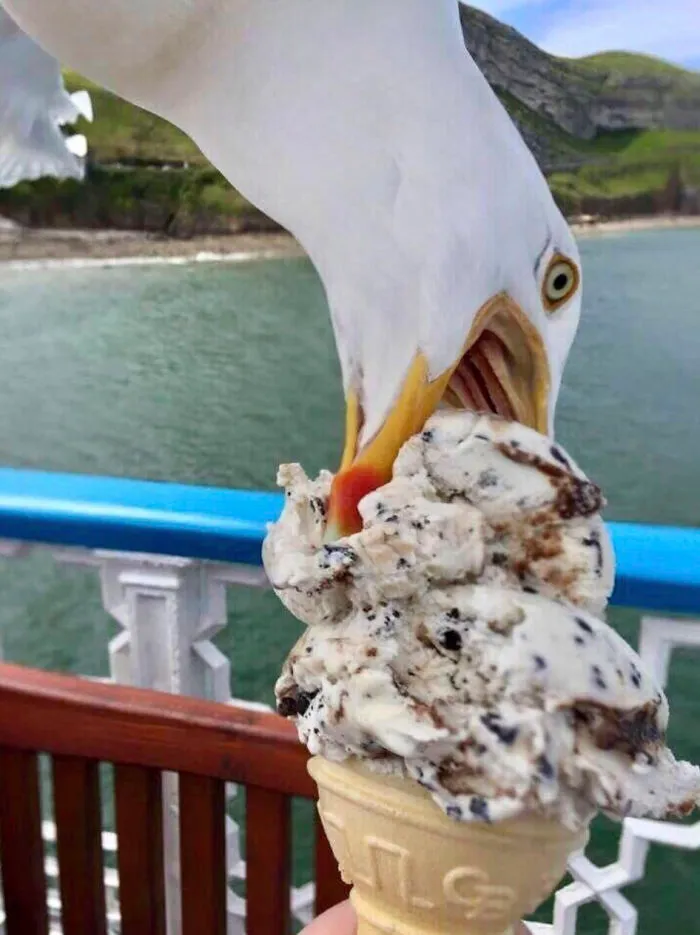 This Community Shared 50 Funny Animal Photos That Could Easily Win A Comedy Award