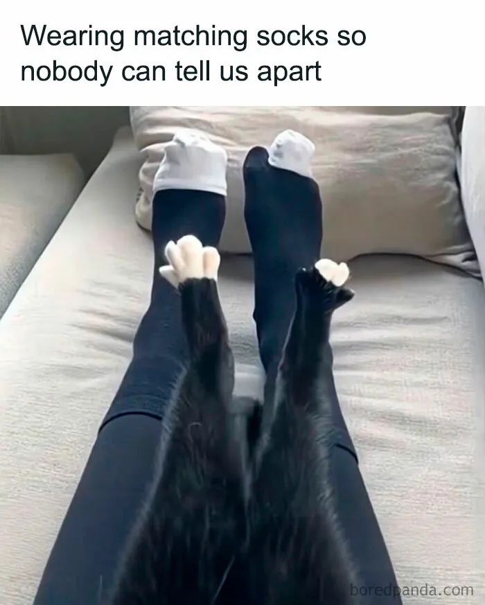 77 Confusing "Cats Out Of Context" Photos That Somehow Get Funnier The Longer You Look