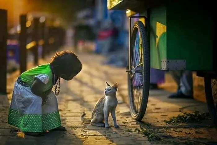 23 Street Cat Photos That Might Melt Your Heart By Guru Charan (New Pics)