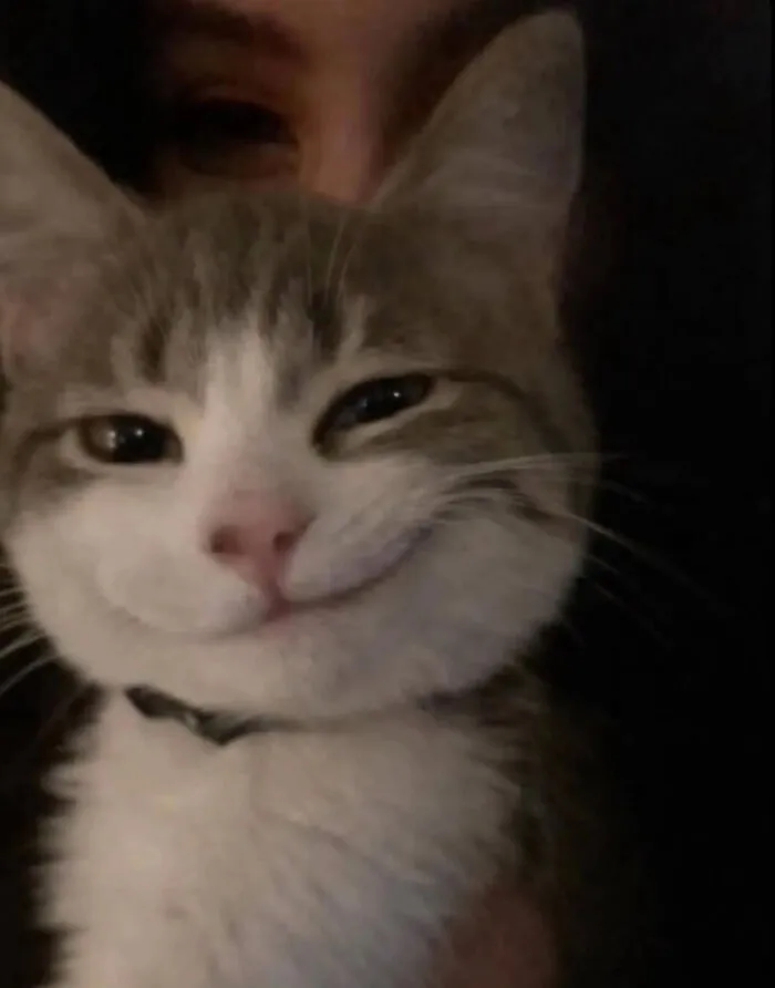 Cat Memes That Might Just Make Sense To Every Animal Lover (74 Pictures)