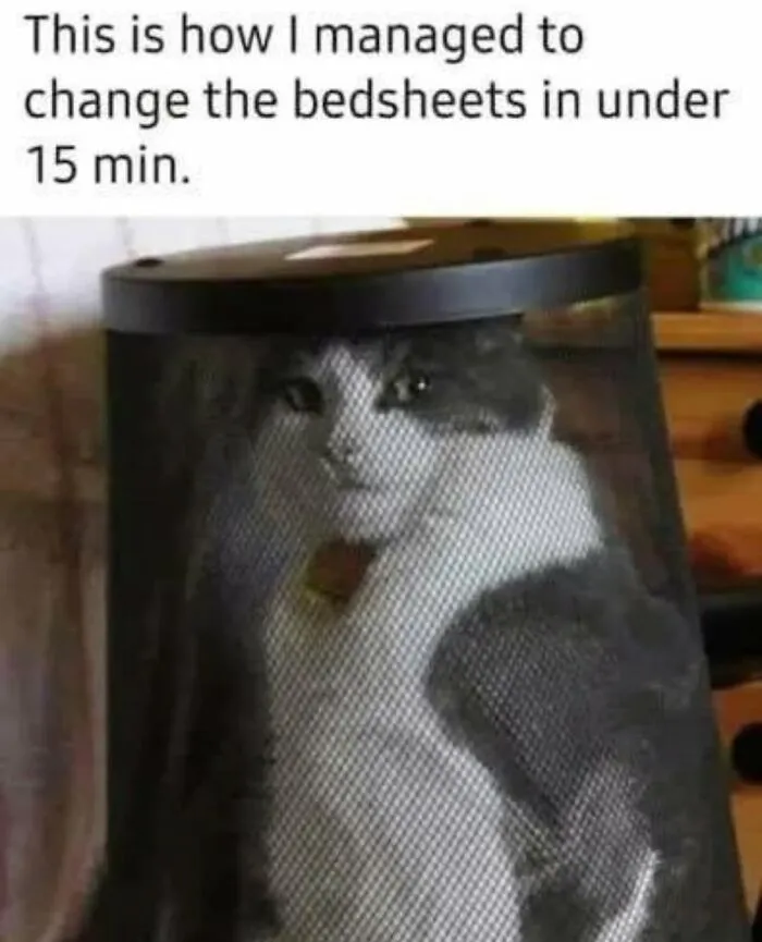 These 50 Memes Shared By This Page Capture The Wonderful Chaos Of Living With A Cat
