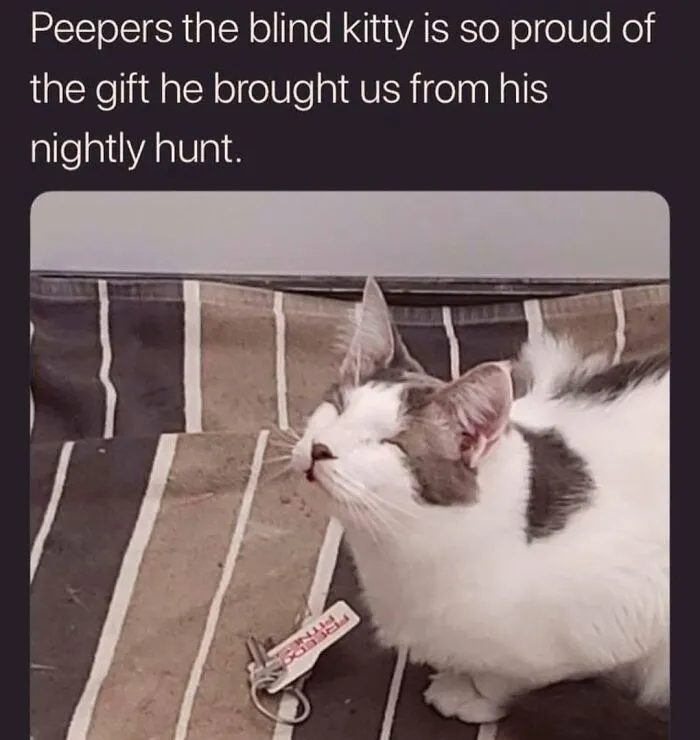30 Hilarious Cat Memes That Every Cat Owner Might Immediately Understand