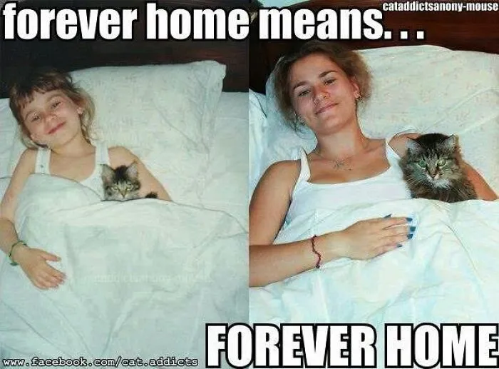 30 Hilarious Cat Memes That Every Cat Owner Might Immediately Understand