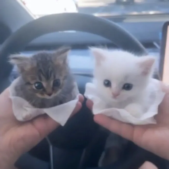 Two tiny Cat Memes kittens, one brown and one white, held in cupped hands inside a car.
