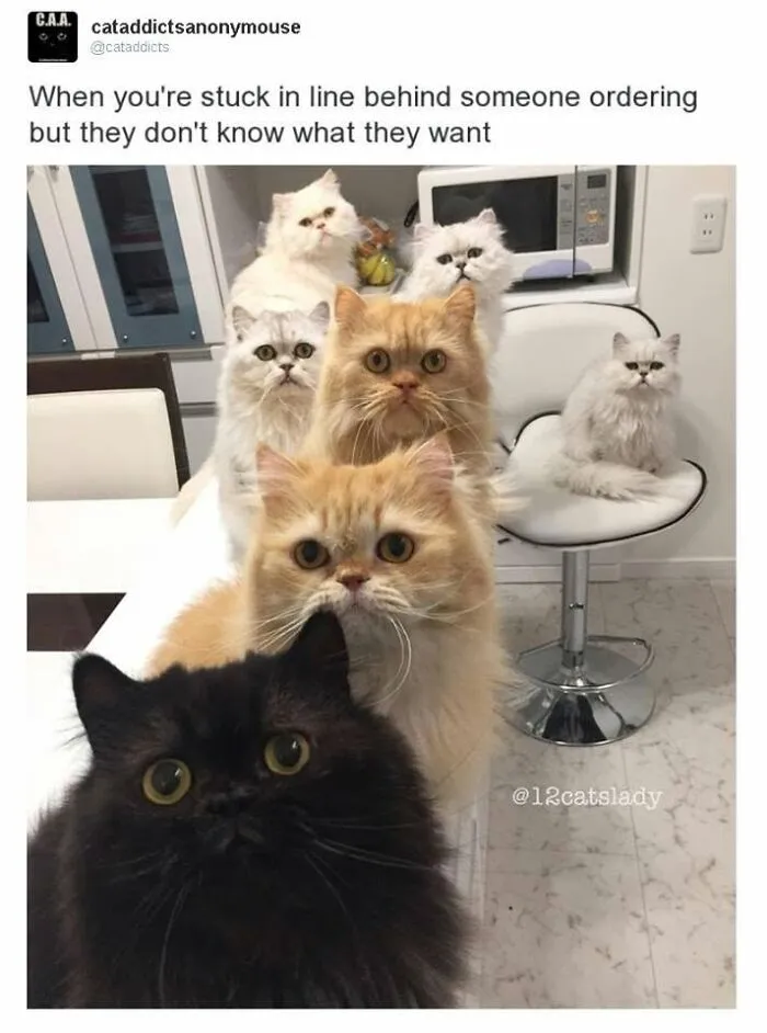 30 Hilarious Cat Memes That Every Cat Owner Might Immediately Understand