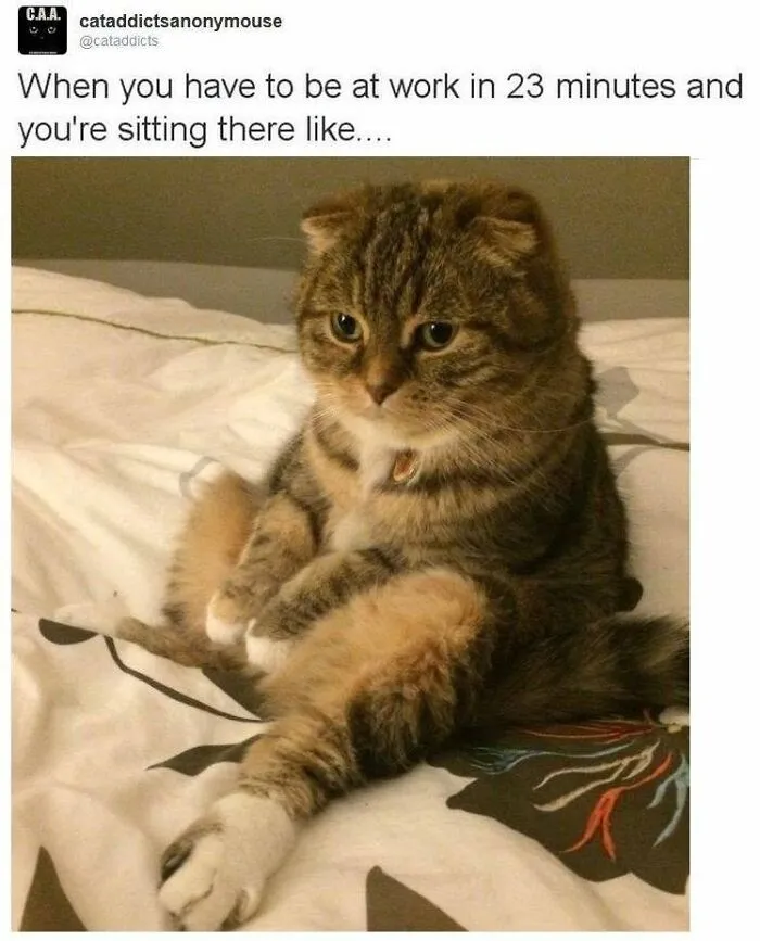 30 Hilarious Cat Memes That Every Cat Owner Might Immediately Understand