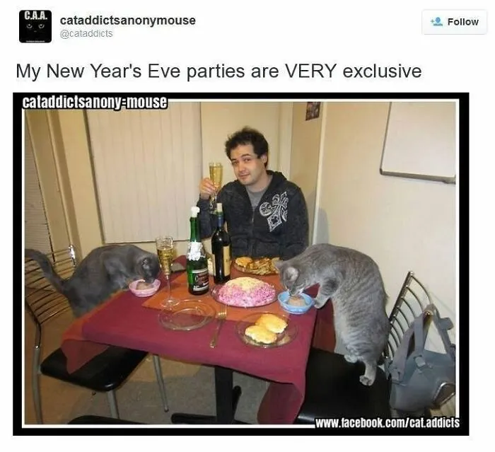 30 Hilarious Cat Memes That Every Cat Owner Might Immediately Understand