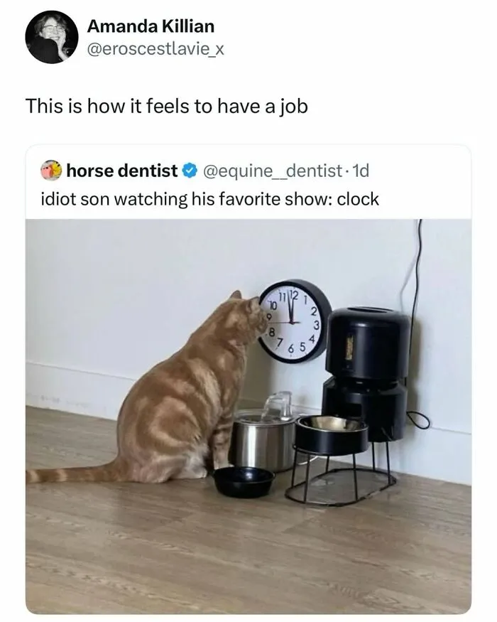 These 50 Memes Shared By This Page Capture The Wonderful Chaos Of Living With A Cat