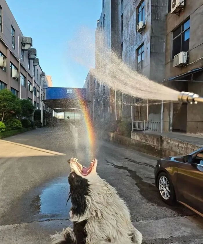 39 Shots Of Dogs Shared By Pure Photography Awards That Capture Canine Chaos Perfectly